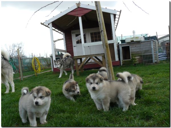 E Wurf 5 Woche 184.jpg